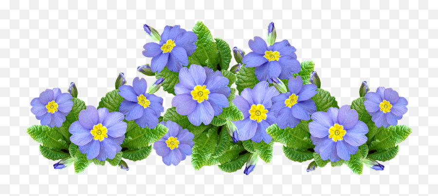 Flowers Mauve Plants Greeting - Free Photo On Pixabay Emoji,Greeting Card Clipart
