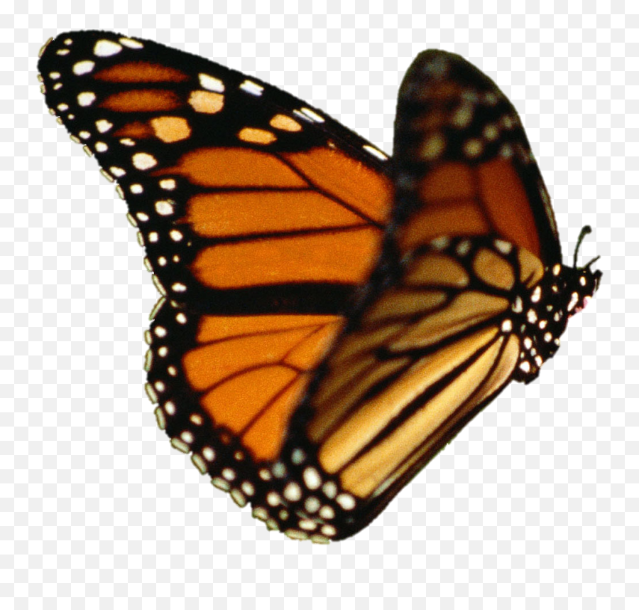 Download Butterfly Vector - Monarch Butterfly Transparent Transparent Background Monarch Butterfly Png Transparent Emoji,Butterfly Transparent Background