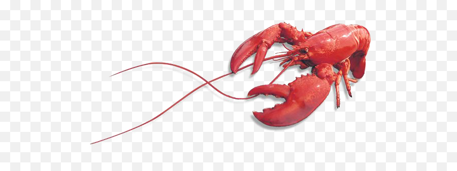 Lobster Png Image U2013 Free Png Images Vector Psd Clipart - Lobster Png Emoji,Lobster Clipart