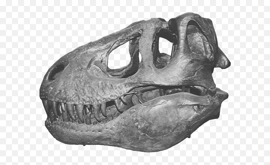 T - Rex Skull Transparent Png Stickpng Transparent Fossil Dinosaur Head Emoji,Skull Transparent Background