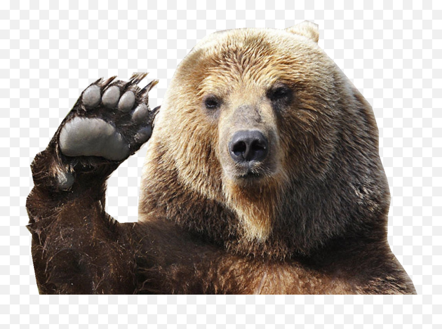 Tirecoverpro Waving Brown Grizzly Bear - Bear Png Emoji,Grizzly Bear Png