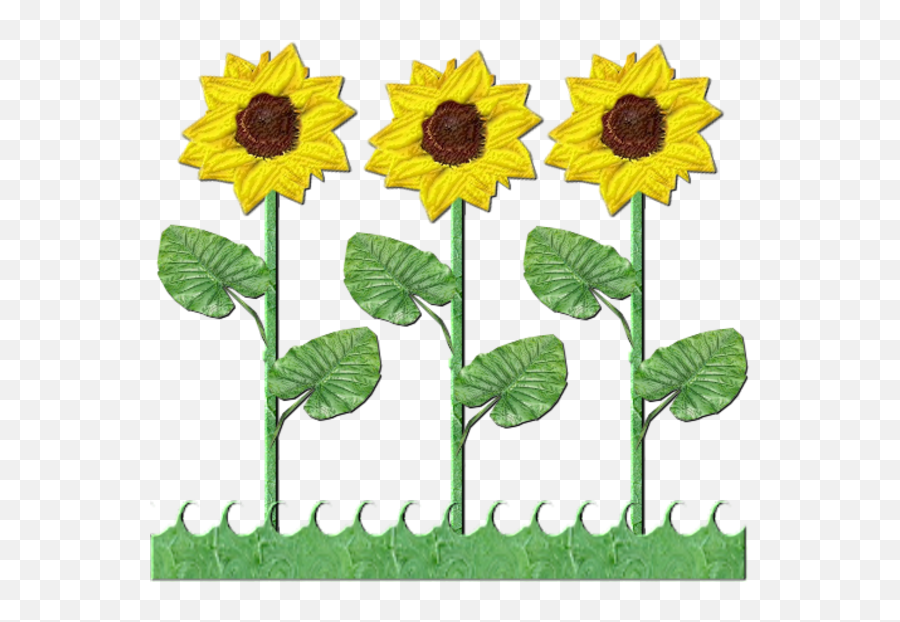Flowers Row Of Sunflowers - Sunflower Plant Clipart Png Emoji,Sunflowers Clipart