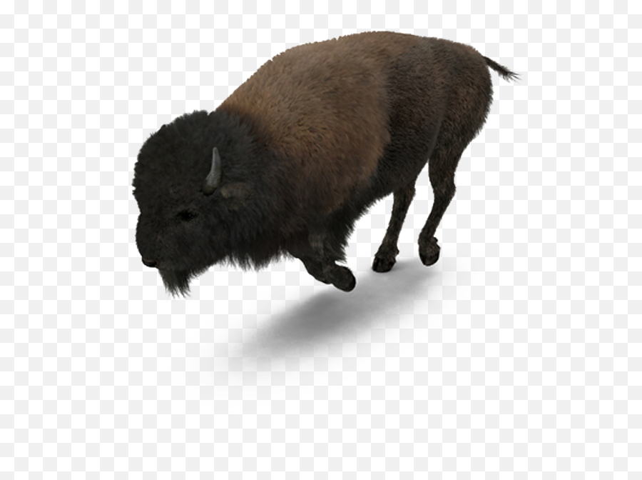 Buffalo American Bison - Running Bison Png Download 1000 American Buffalo Png Emoji,Bison Clipart