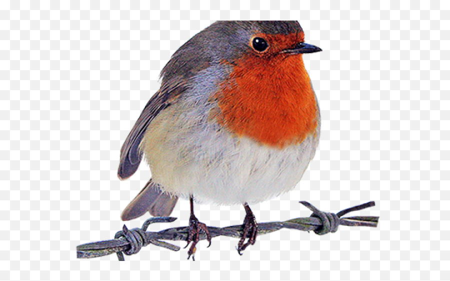 Robin Bird Cartoon Png Emoji,Bird Transparent Background