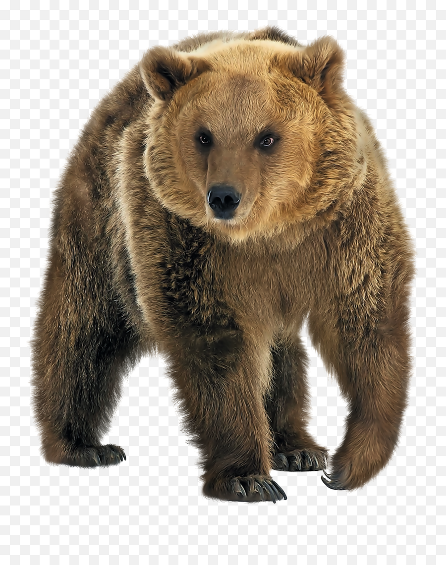 Brown Bear Png Transparent Image - Brown Bear Png Emoji,Bear Png