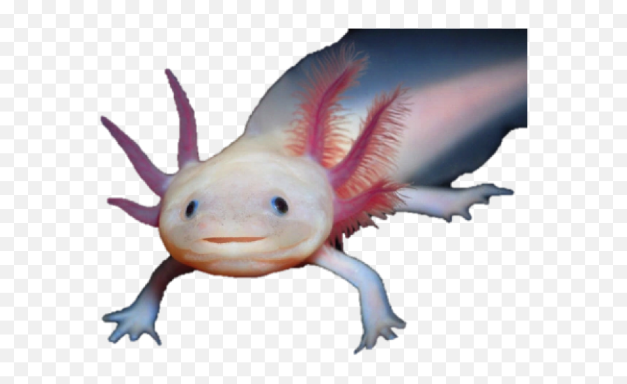 Salamander Clipart Transparent - Transparent Background Axolotl Png Emoji,Axolotl Clipart