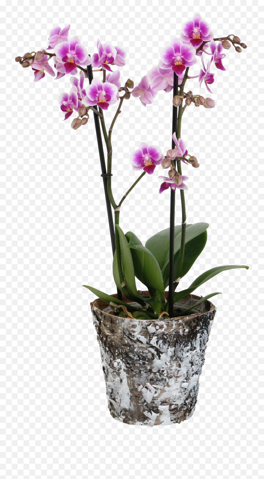 Orchid U2013 Butterfly Orchid In Real Wood Plant Pot As A Set U2013 Height 45 Cm 2 Stems Pink - White Flowers Emoji,White Flowers Transparent
