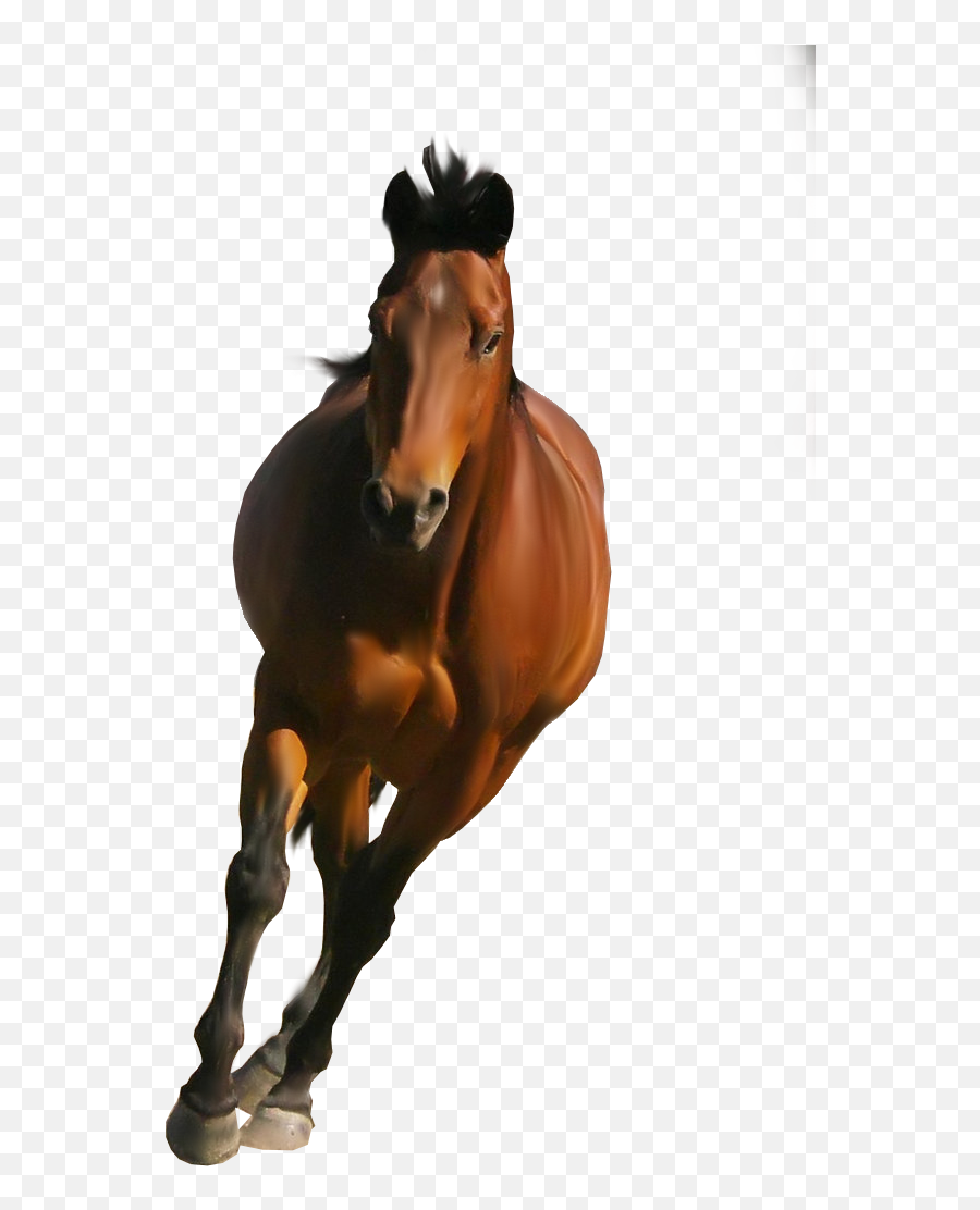 Horse Png Image - Horse Png Emoji,Horse Png