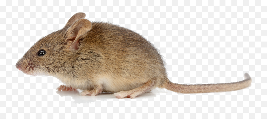 Mouse Animal Png Transparent Images - Mice Png Emoji,Mouse Png