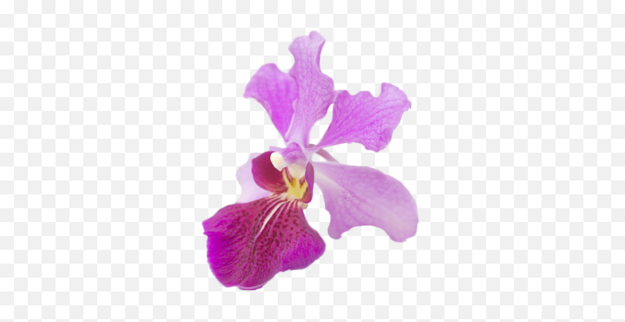Orchid Flower - Singapore National Flower Clipart Png Vanda Miss Joaquim Png Emoji,Orchid Clipart