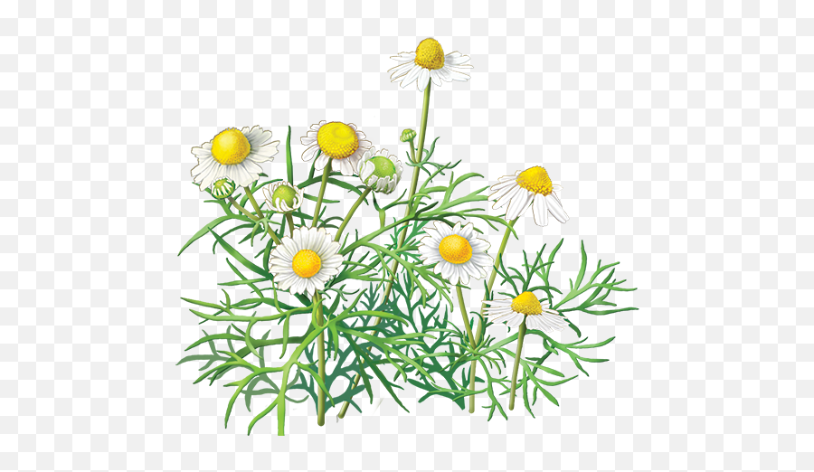 Chamomile Png Images Transparent Background Png Play - Chamomile Clip Art Png Emoji,Daisy Transparent Background