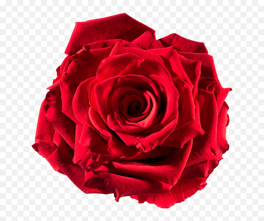 Preserved Roses Emoji,Red Rose Transparent