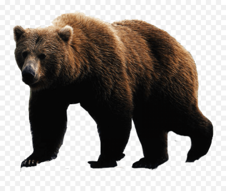 Brown Bear Png Image - Transparent Bear Png Emoji,Bear Png
