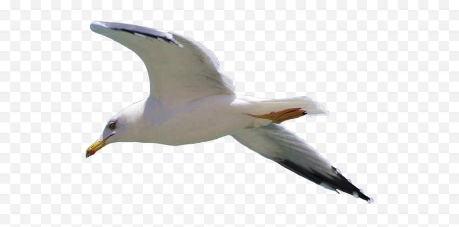 Seagull Clipart Photo - Seagull Png Emoji,Seagull Clipart