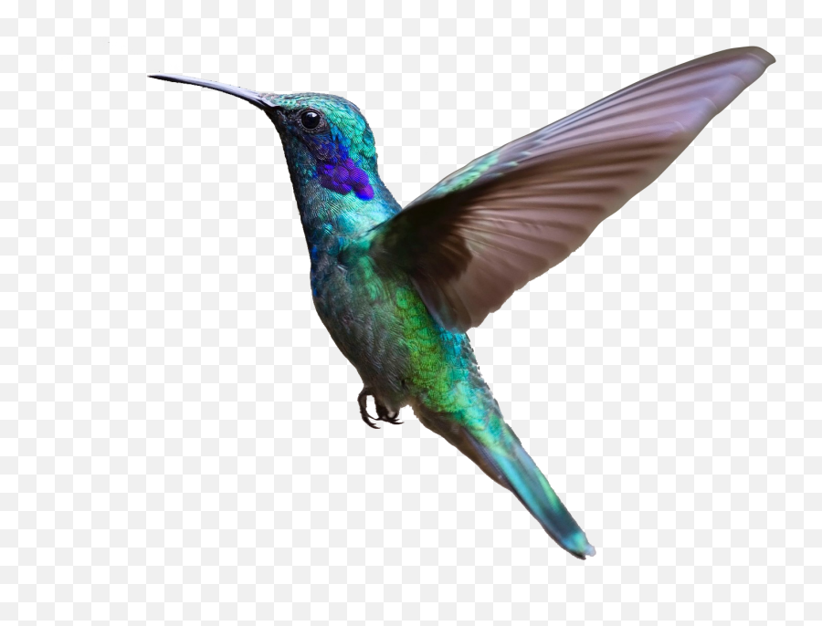 Hummingbird Clipart Purple Hummingbird - Hummingbird Transparent Emoji,Hummingbird Clipart