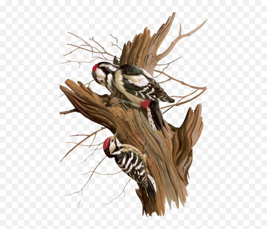 Woodpecker Png Images 24png Snipstock Emoji,Woodpecker Png