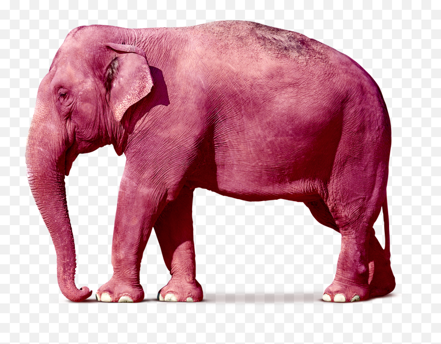 Real Pink Elephant - Indian Elephant Transparent Background Emoji,Elephant Transparent