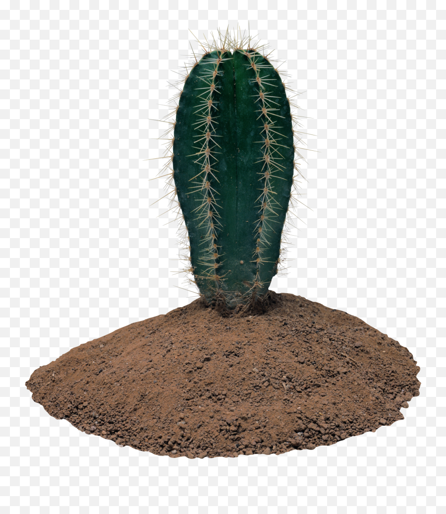 Cactus Png Image Emoji,Cactus Png