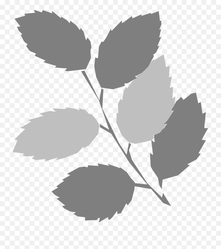Leavestwiggraybranchfree Vector Graphics - Free Image Emoji,Leaf Vector Png
