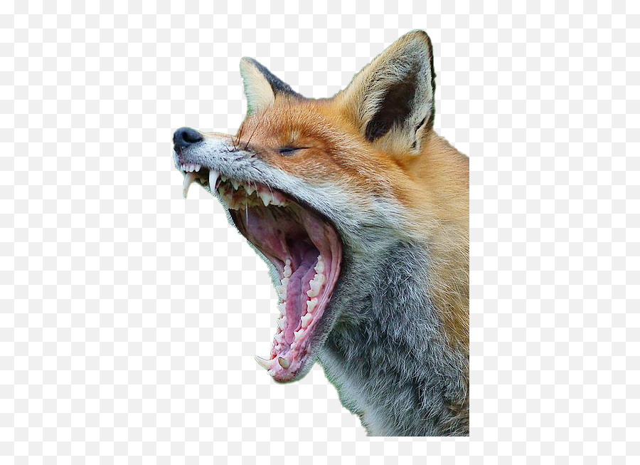 Fox Transparent Png Emoji,Transparent Pictures