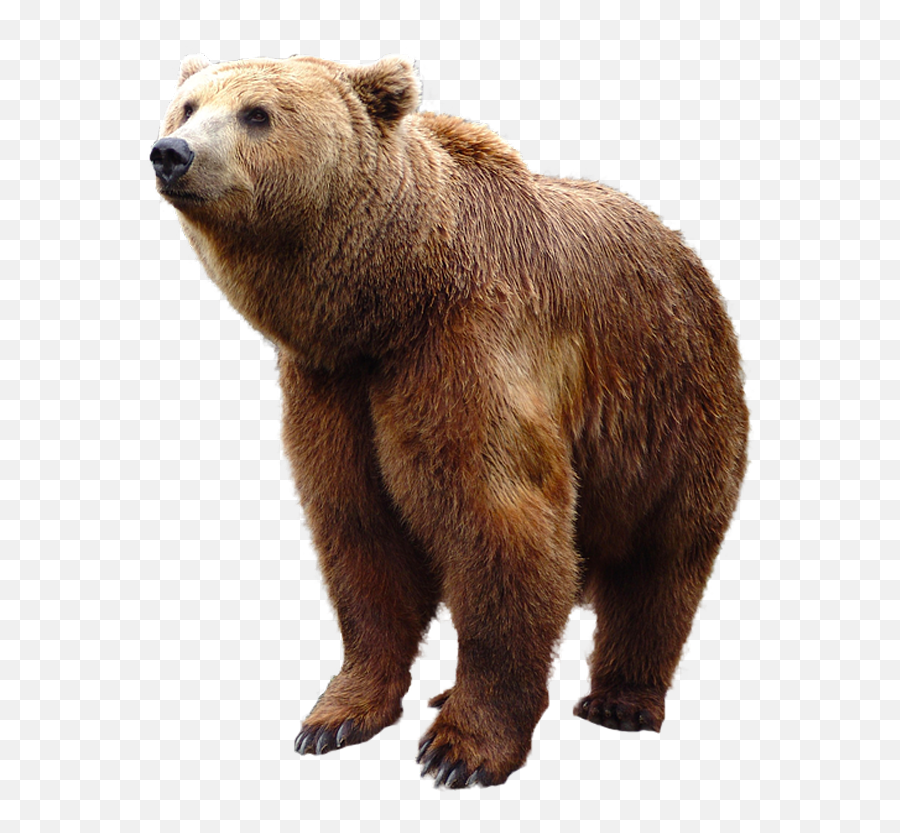 Bear Png - Transparent Brown Bear Png Emoji,Bear Png