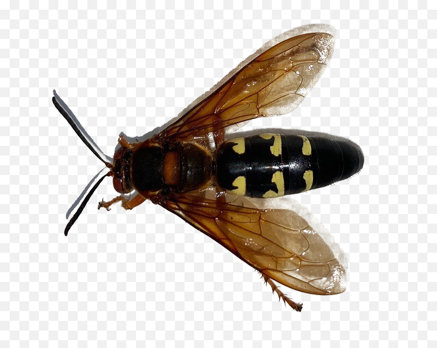 Murder Hornet Bee Png File - Parasitism Emoji,Bee Png