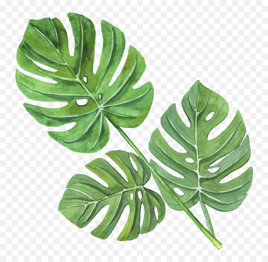 Monstera Watercolour Leaves Plant Wall - Naklejki Na Cian Licie Emoji,Monstera Leaf Png