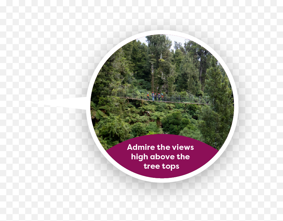 Admire The Views High Above The Tree Tops - Red Juniper Emoji,Tree From Above Png