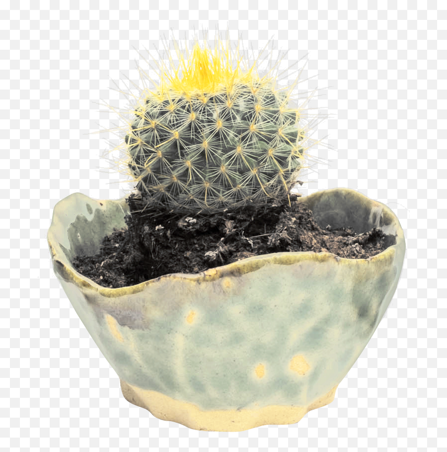 Cactus Png Transparent Image - Portable Network Graphics Emoji,Cactus Png