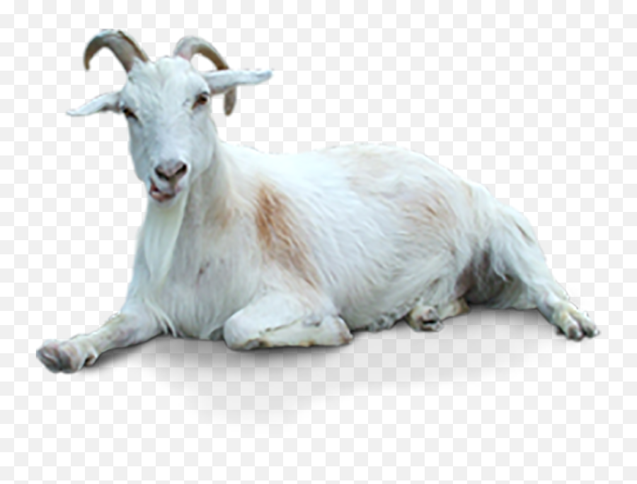 White Goat Sitting Png Transparent Images Download Emoji,Goat Head Png