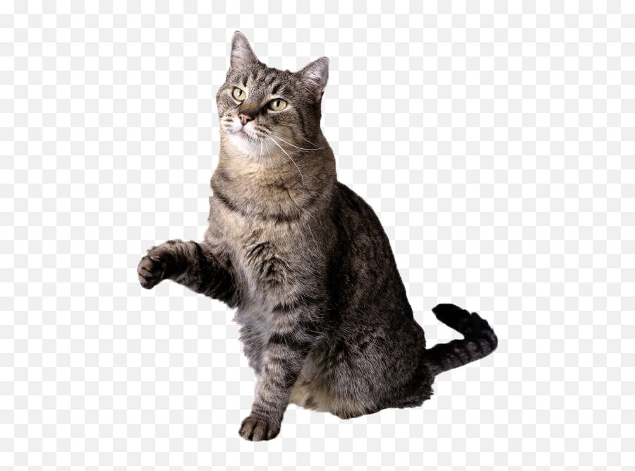 Cat Free Icon Vectors Download Png Transparent Background Emoji,Cat With Transparent Background
