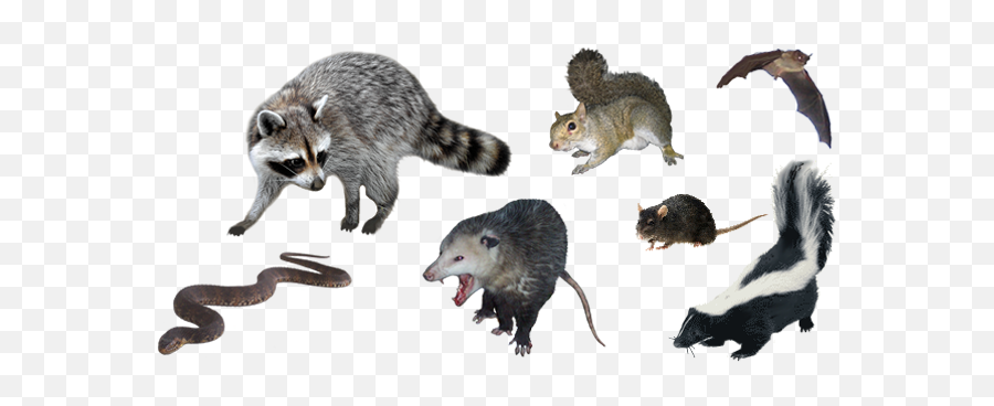 Miami Wildlife Removal And Trapping - Raccoon Squirrel Animal Pests Emoji,Racoon Png