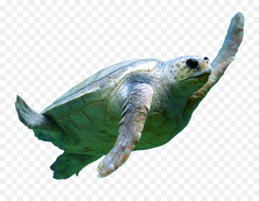 Turtel Swimming Png Image - Turtle Swimming Png Emoji,Turtle Transparent Background