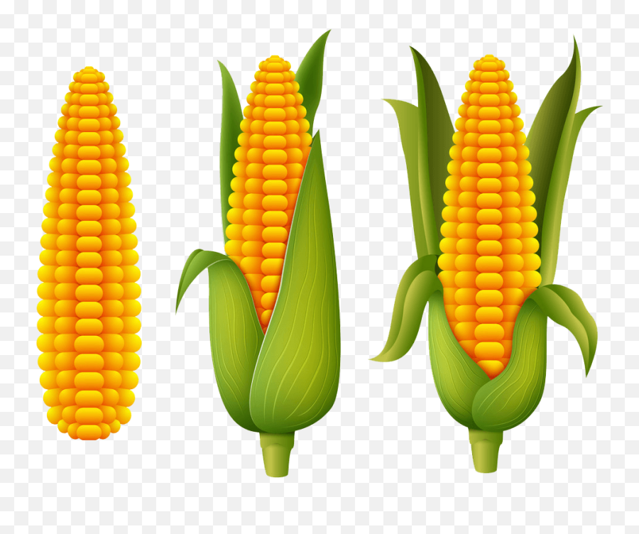 Fresh Corn Clipart Transparent - Dibujos Animados 4 Elotes Emoji,Corn Clipart