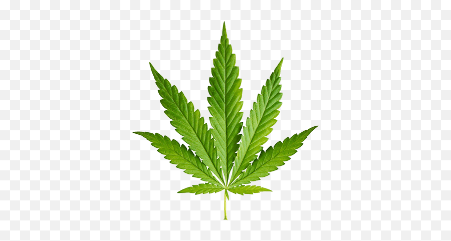 Burning Manu0027s Big Carbon Footprint - Ceros Inspire Create Cannabis Fan Leaf Emoji,Weed Joint Png