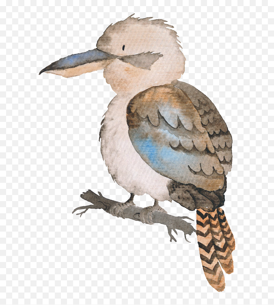 Download Hand - Painted Colored Bird Transparent Animal Png Native Australian Animals Watercolour Emoji,Transparent Animals