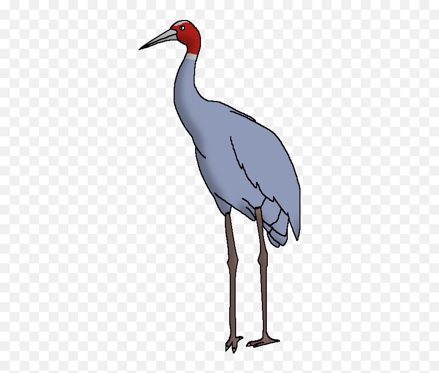 Sarus Crane Wildlife Animal Pedia Wiki Fandom Emoji,Crane Png