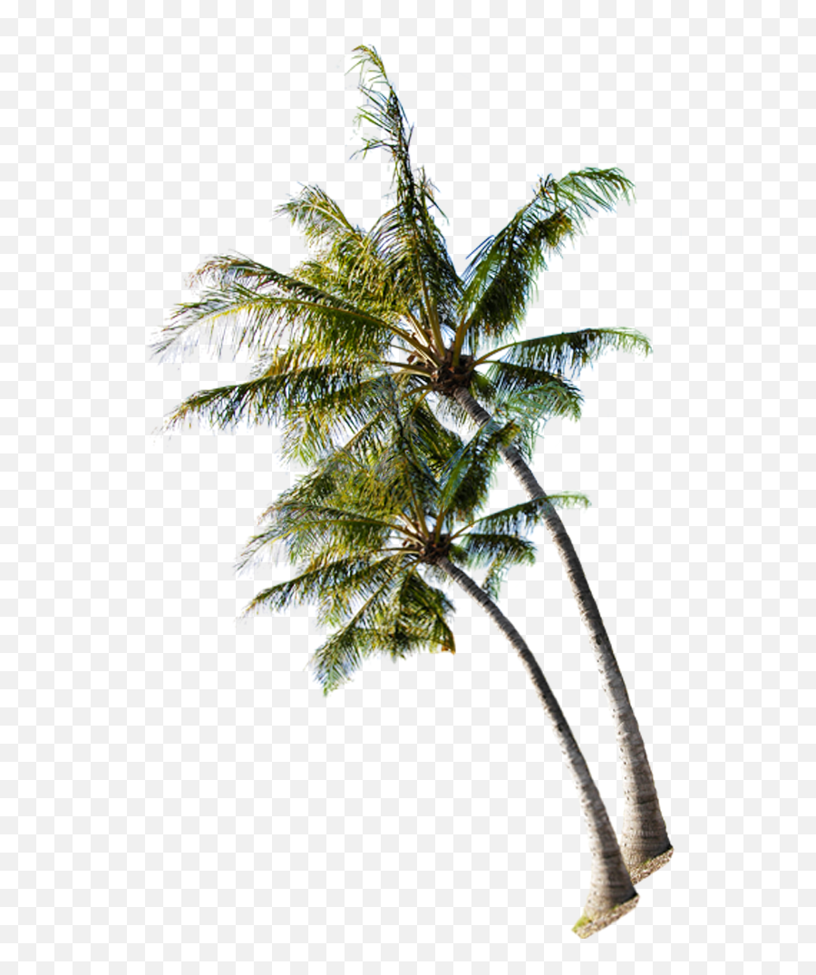 Category - Tree Coconut Beach Png Emoji,Beach Png