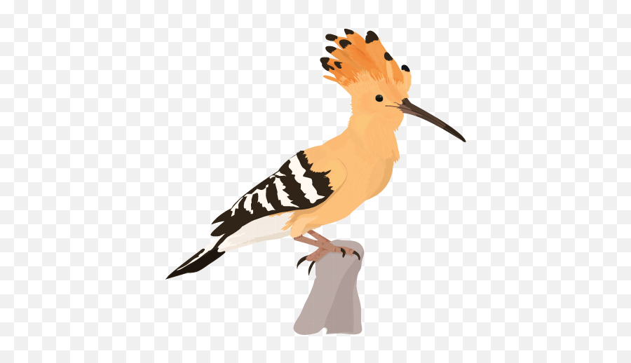 Download Week Bird - Hoopoe Clipart Png Image With No Emoji,Week Clipart