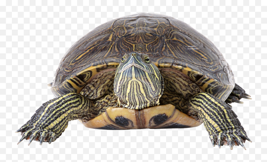 Turtle Png Images - Turtle Png Emoji,Turtle Png