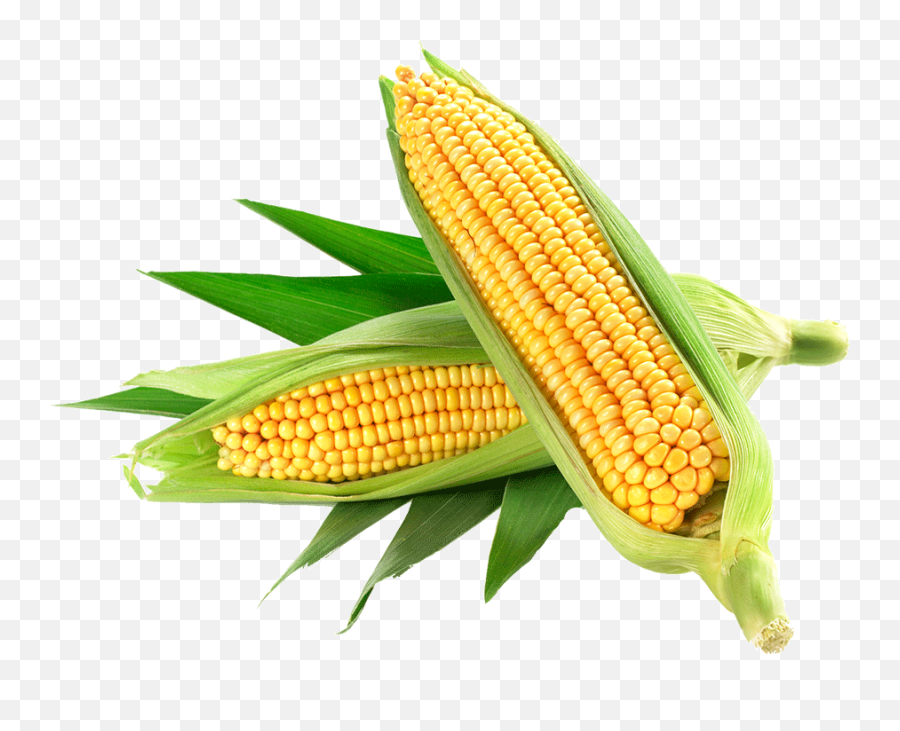 Corn Yellow Png Corn Clipart Images - Corn Png Emoji,Corn Clipart