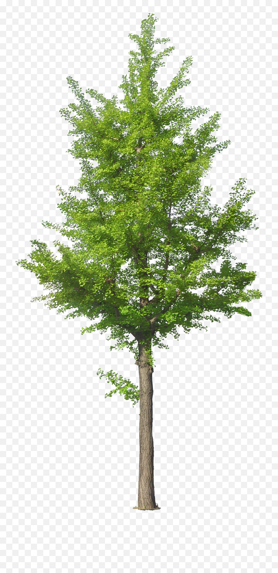 Front View Tree Png Transparent Png - Tree Front View Png Emoji,Watercolor Tree Png