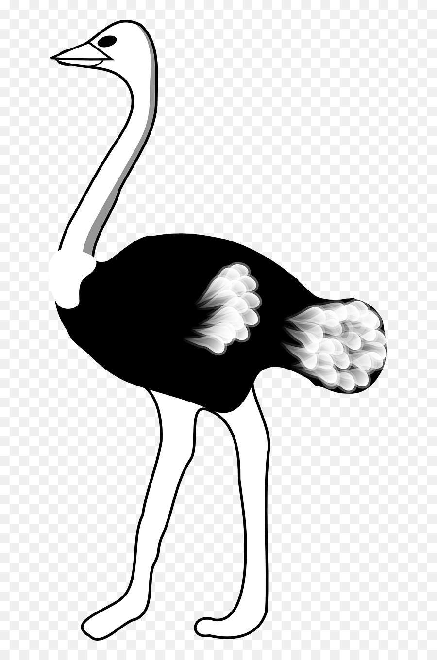 Download Free Photo Of Ostrichbirdanimalblackwhite - Ostrich Art Clip Emoji,Hummingbird Clipart Black And White