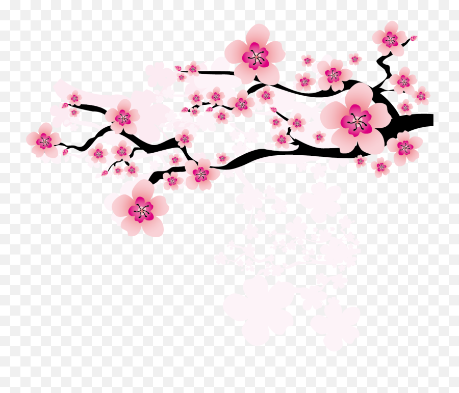 Ume Blossom Clipart Apricot Blossom - Japanese Cherry Cherry Blossom Clipart Emoji,Cherry Blossom Png