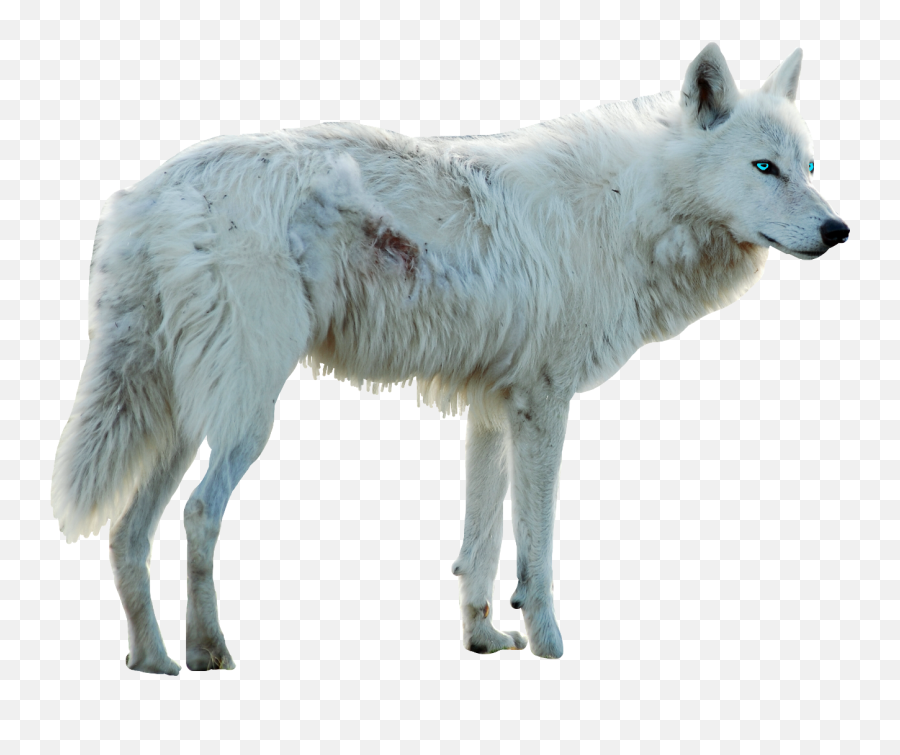 Download Wolf Whitewolf Dog Whitedog Blueeyes Myedit Emoji,White Wolf Png