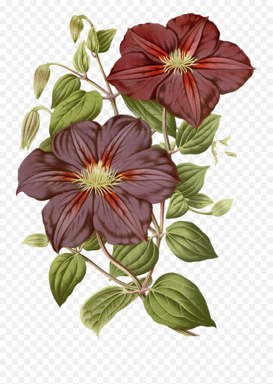Flowers Vintage Floral - Free Image On Pixabay Emoji,Vintage Flower Png