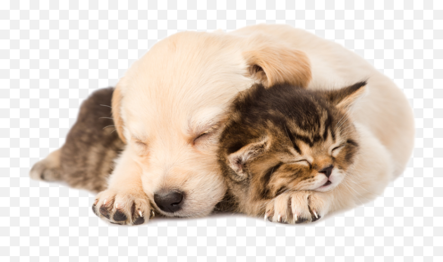 Download Hd Puppy Kitten Png - Plug In Electric Ultrasonic Emoji,Kitten Transparent Background
