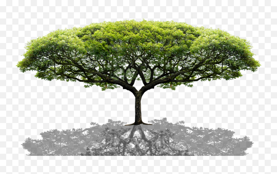 Tree - Tree Png Download 989578 Free Transparent Tree Emoji,Red Tree Png