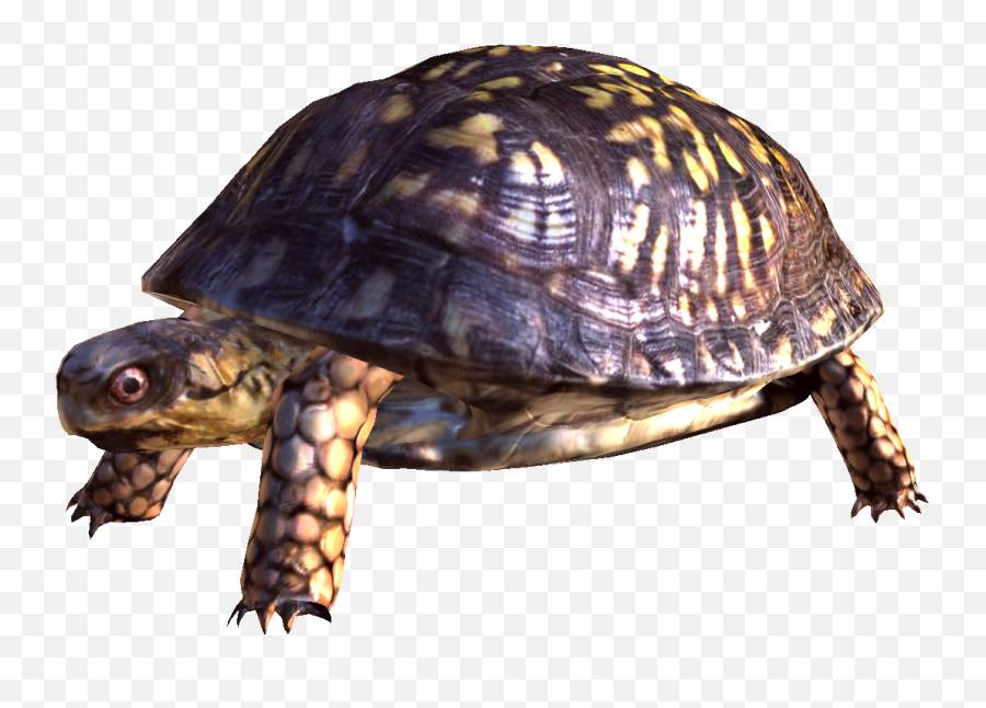 Box Turtle Png Free Download - Transparent Turtle Emoji,Turtle Png