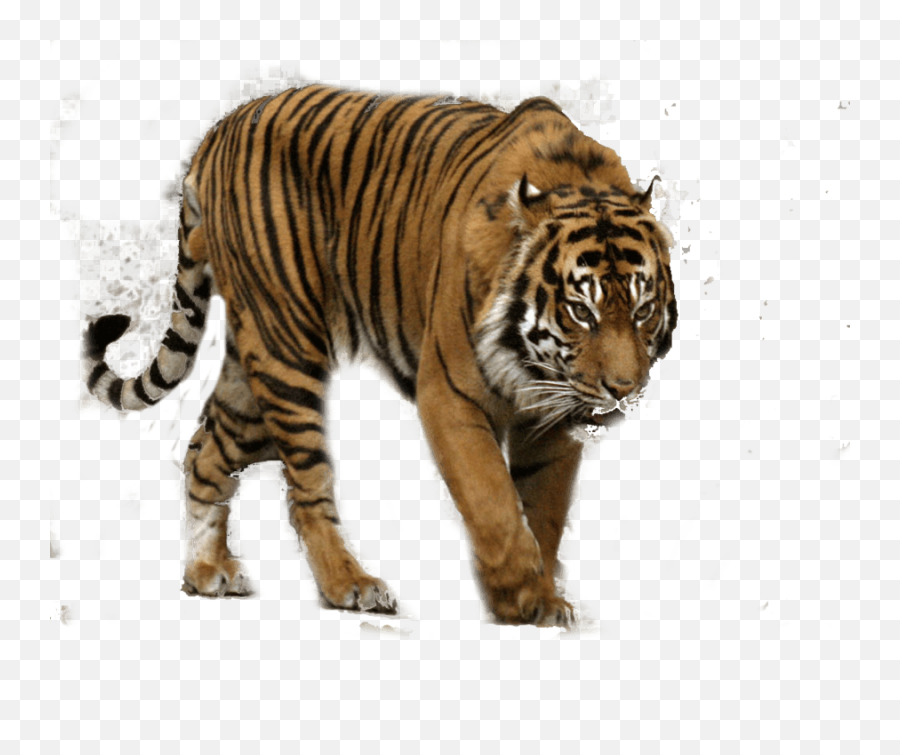 White Tiger Clipart Hd - 19320 Transparentpng Sumatran Tiger Emoji,Tiger Clipart
